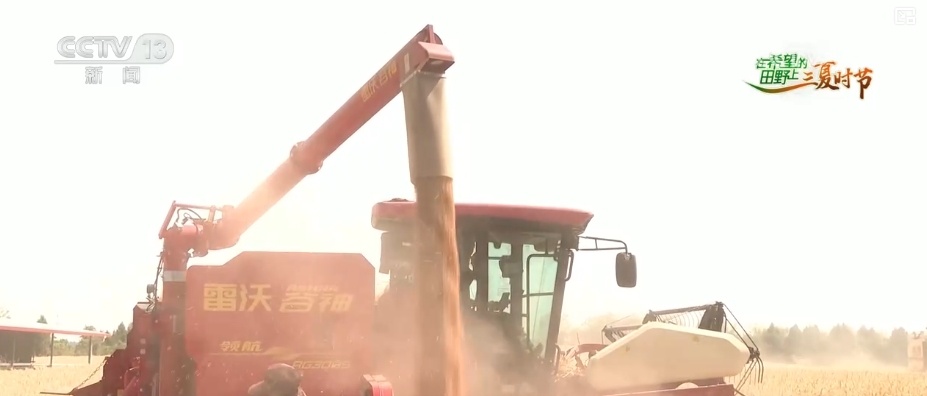 麦浪滚滚穗飘香，开镰收割！机收率超90% 小麦收割按下“快进键”(图2)