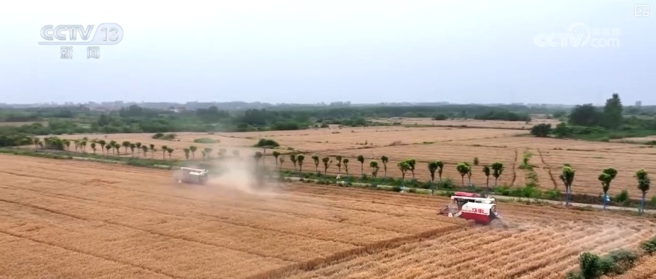 麦浪滚滚穗飘香，开镰收割！机收率超90% 小麦收割按下“快进键”(图3)