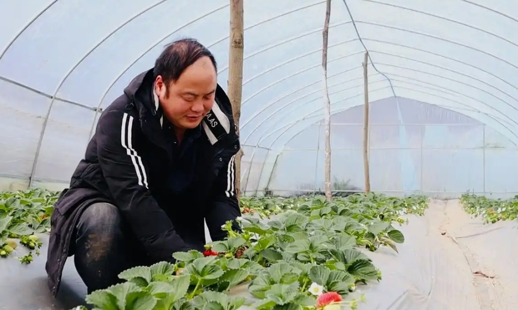 博士种草莓 高管养肉牛！贵州“新农人”将现代科技引入传统农业(图1)