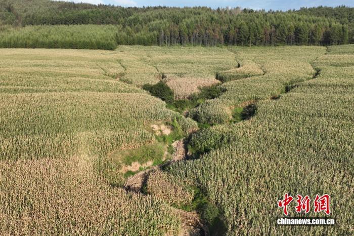 松辽流域绘就粮安与生态共荣新图景(图3) 松辽流域绘就粮安与生态共荣新图景(图3)