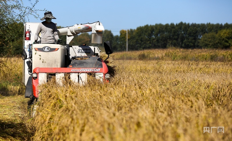 秋粮收获已过八成 合力筑牢丰收基础(图1) 秋粮收获已过八成 合力筑牢丰收基础(图1)