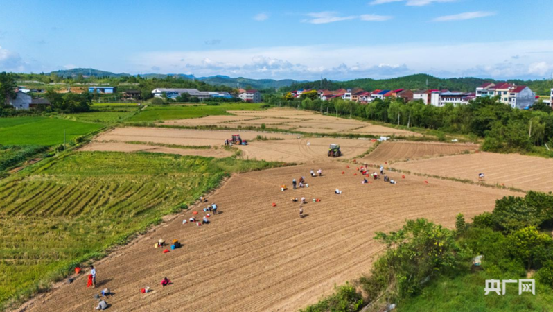 秋粮收获已过八成 合力筑牢丰收基础(图3) 秋粮收获已过八成 合力筑牢丰收基础(图3)