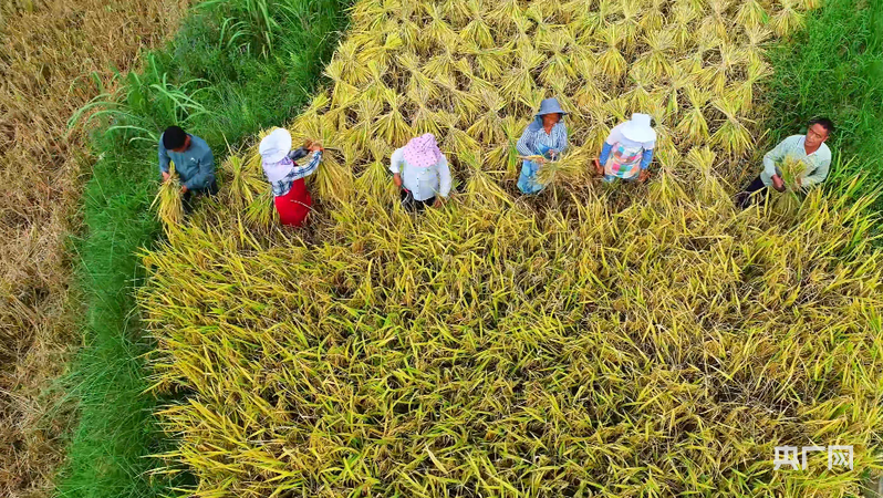 秋粮收获已过八成 合力筑牢丰收基础(图2) 秋粮收获已过八成 合力筑牢丰收基础(图2)