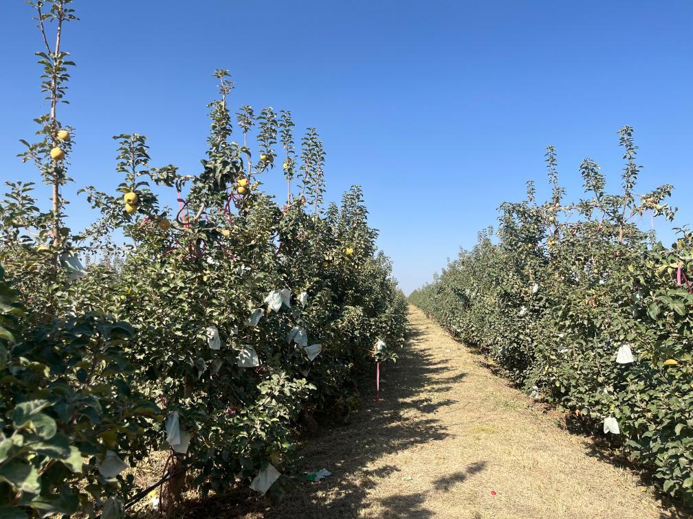 逐沙播绿产业兴——一线感受南疆沙产业活力(图3) 逐沙播绿产业兴——一线感受南疆沙产业活力(图3)