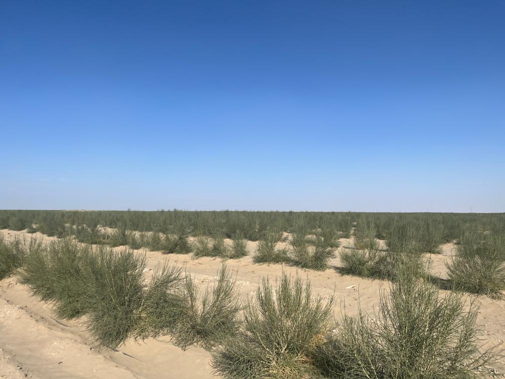 逐沙播绿产业兴——一线感受南疆沙产业活力(图2) 逐沙播绿产业兴——一线感受南疆沙产业活力(图2)