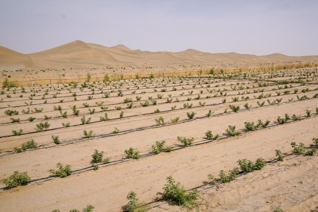 逐沙播绿产业兴——一线感受南疆沙产业活力(图1) 逐沙播绿产业兴——一线感受南疆沙产业活力(图1)