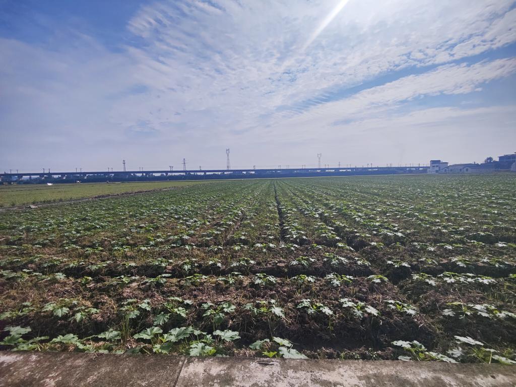 科技赋能,解锁新时代大国粮仓的“智慧密码”(图1) 科技赋能,解锁新时代大国粮仓的“智慧密码”(图1)