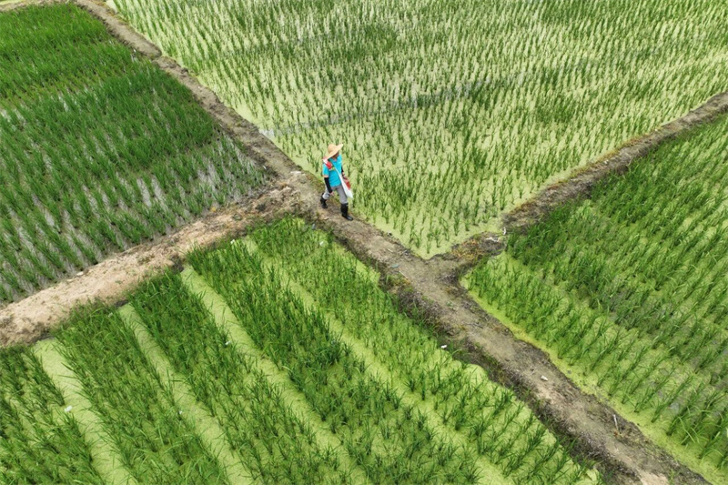 “良法”育“良品” 科技让海南热带农业跑出“加速度”(图1)