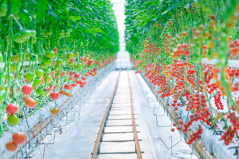 辟谣|反季蔬菜没营养不安全吗？(图1)