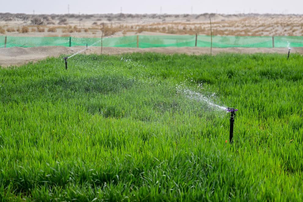 新疆粮食单产蝉联全国第一(图1) 新疆粮食单产蝉联全国第一(图1)