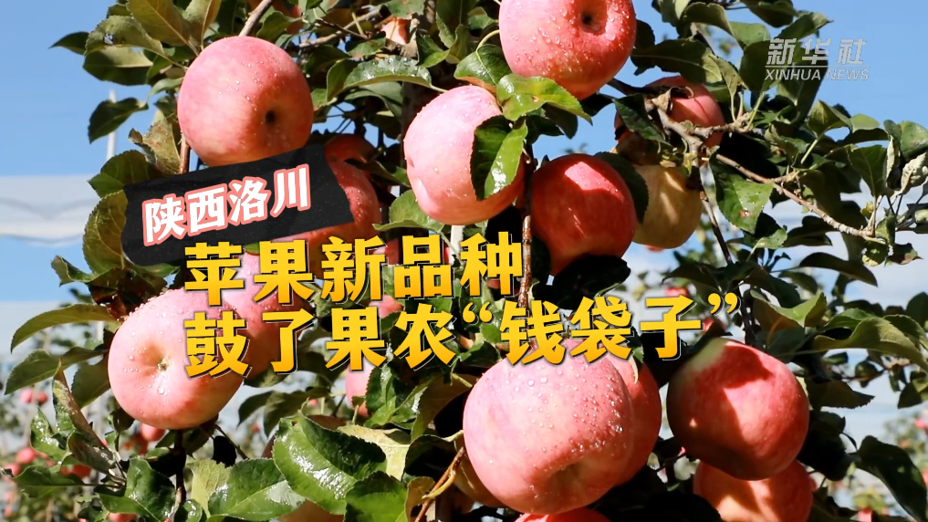 陕西洛川:苹果新品种 鼓了果农“钱袋子”(图1) 陕西洛川:苹果新品种 鼓了果农“钱袋子”(图1)