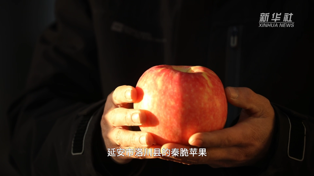 陕西洛川:苹果新品种 鼓了果农“钱袋子”(图2) 陕西洛川:苹果新品种 鼓了果农“钱袋子”(图2)