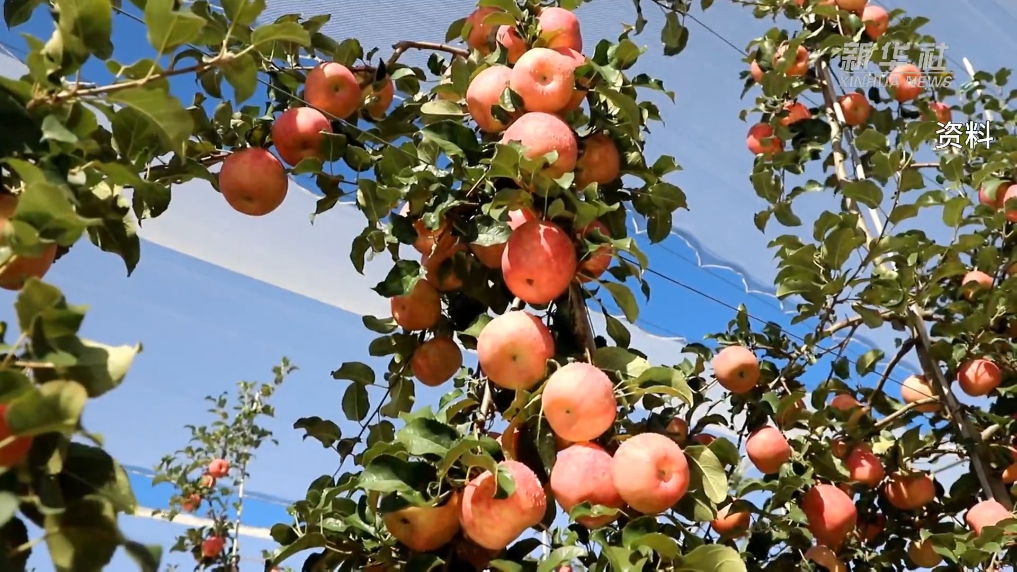 陕西洛川:苹果新品种 鼓了果农“钱袋子”(图3) 陕西洛川:苹果新品种 鼓了果农“钱袋子”(图3)