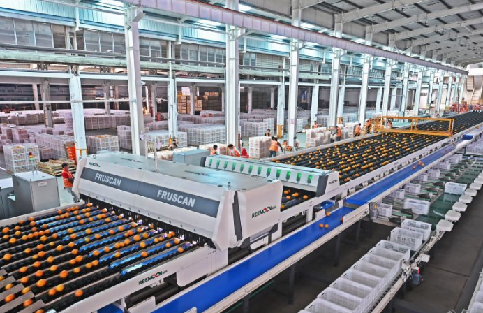 江西赣州：赣南脐橙装上“数字芯” 一颗橙子的智慧旅程(图1)