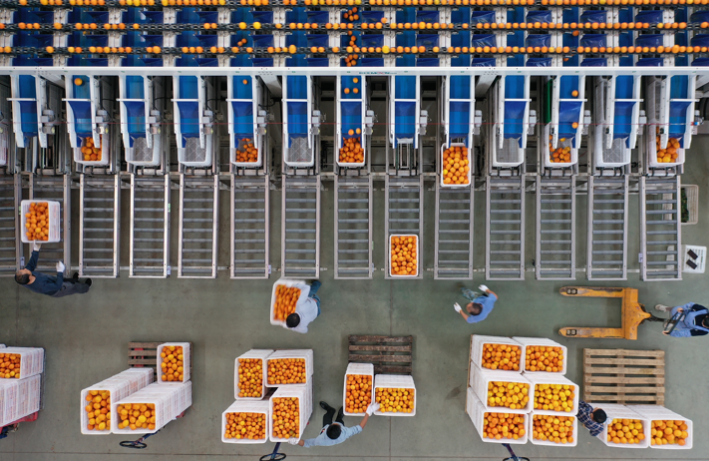 江西赣州：赣南脐橙装上“数字芯” 一颗橙子的智慧旅程(图2)