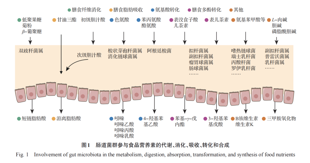 食品科学视角下的肠道微生物组与精准营养研究进展(图1)