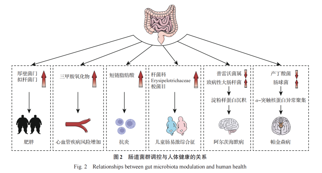 食品科学视角下的肠道微生物组与精准营养研究进展(图2)