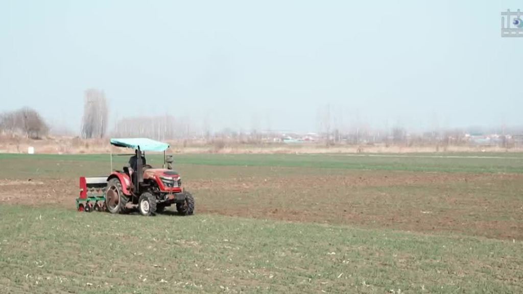 山东青岛：抢农时抓田管 促弱转壮保丰收(图1)