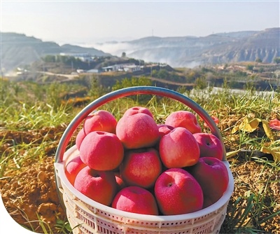致敬治沙人！陕西苹果种植带北扩至毛乌素南缘(图2)