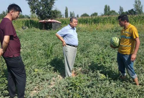 以 “沃野良方” 护土壤健康 | 艾克拜尔・伊拉洪团队绿色肥料惠农纪实(图4) 以 “沃野良方” 护土壤健康 | 艾克拜尔・伊拉洪团队绿色肥料惠农纪实(图4)