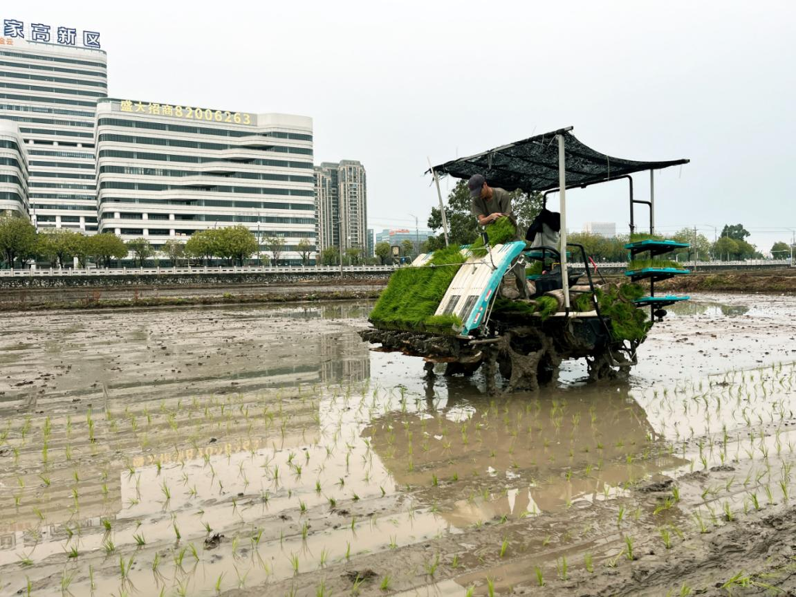 广东白云供销：抢抓降雨间歇！全力打好春耕主动仗(图1)