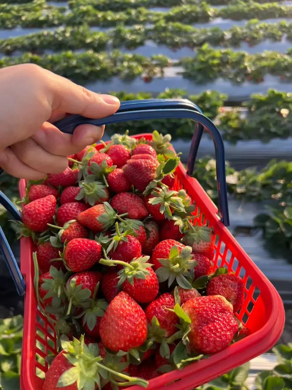 为什么超市草莓放一周不烂，你摘的2天就霉？答案不是防腐剂(图2)